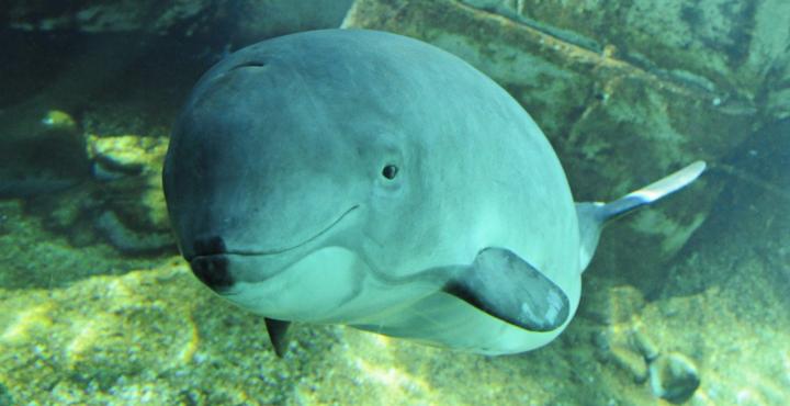 Porpoises Rebound in a Big Way Following California Ban on Indis