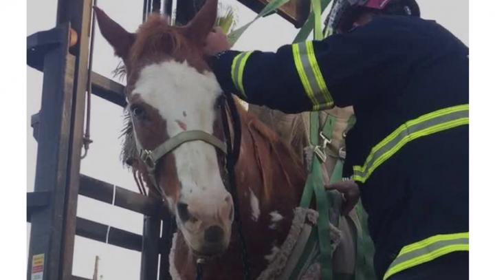 Horse rescued from dumpster in Huntington Beach