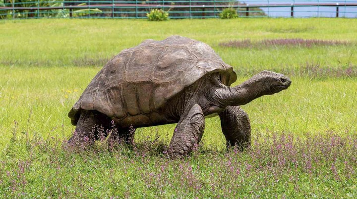 Tortoise Celebrates its 190th Birthday as the World's Oldest Lan