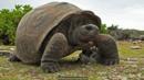 BBC - Earth - Europe was once home to giant tortoises almost 2m long