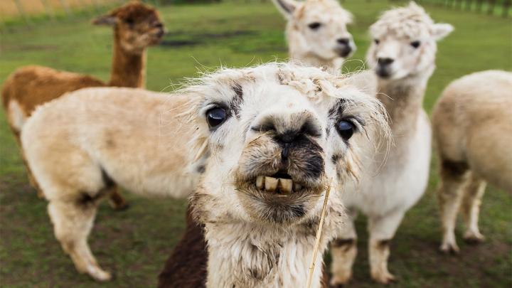 Flu Prevention 'Holy Grail' Could be Found in Llamas, Study Says